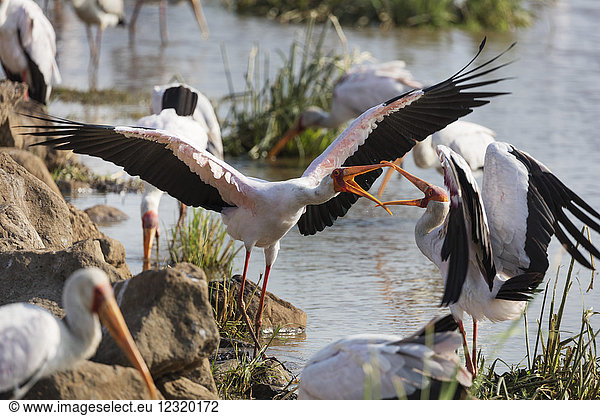 Gelbschnabelstorch (Mycteria ibis) im Kampf  Lake Manyara National Park  Tansania  Ostafrika  Afrika