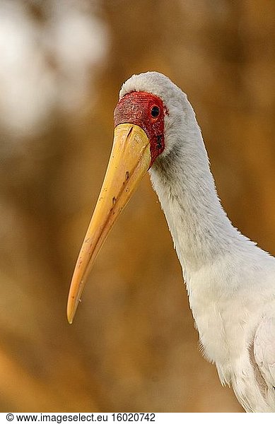 Gelbschnabelstorch (Mycteria ibis) Porträt. Naivasha-See. Naivasha. Großer Grabenbruch. Kenia.