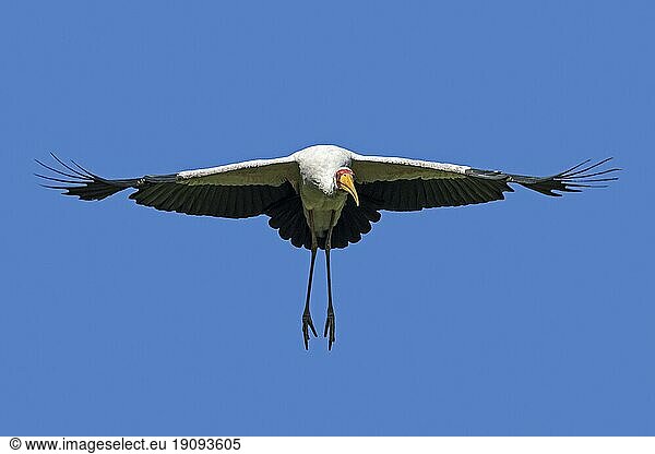 Gelbschnabelstorch (Mycteria ibis)  Waldrapp im Flug gegen den blaün Himmel  afrikanischer Watvogel  der südlich der Sahara und auf Madagaskar heimisch ist