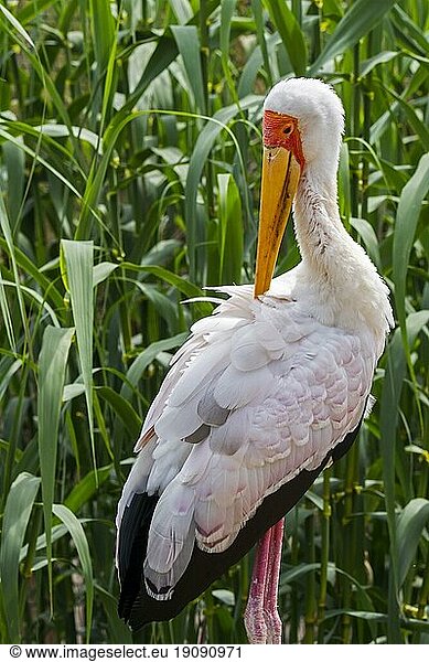 Gelbschnabelstorch (Mycteria ibis)  Waldstorch  Waldrapp beim Federnputzen  Vorkommen in Kenia  Tansania  Südafrika und  Afrika