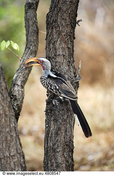 Gelbschnabeltoko (Tockus flavirostri)  Altvogel auf Baum  Krüger-Nationalpark  Südafrika  Afrika