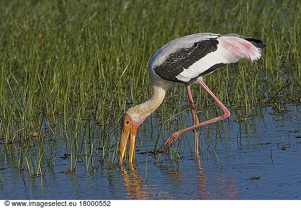 Gemalter Storch  Sri Lanka  Asien