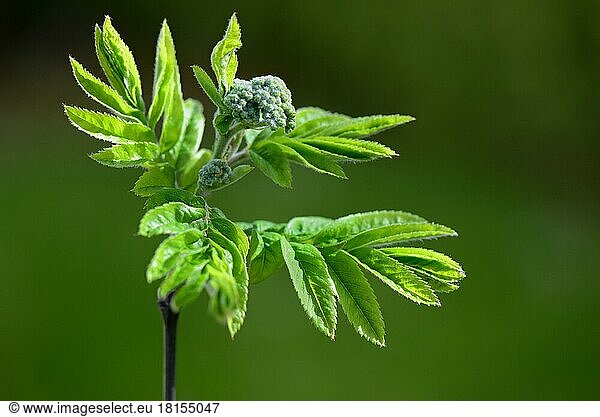 Gemeine Eberesche (Sorbus acuparia)