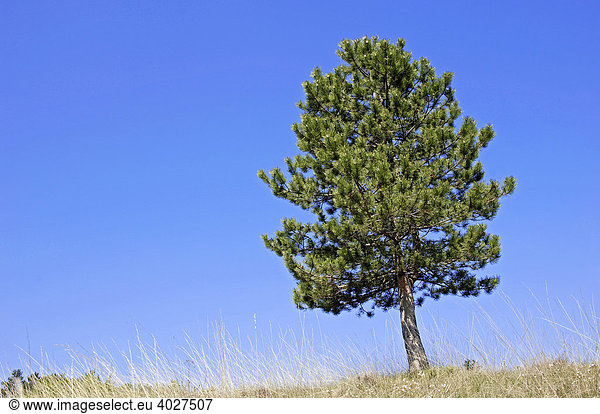 Gemeine Kiefer  Föhre (Pinus sylvestris)  Provence  Südfrankreich  Frankreich  Europa