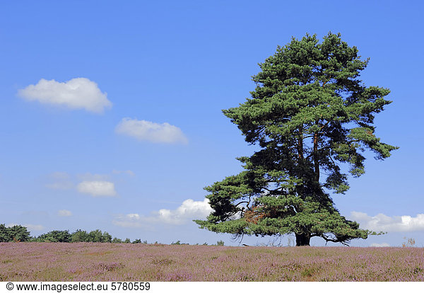 Gemeine Kiefer oder Föhre (Pinus sylvestris)  in blühender Heidelandschaft  Westruper Heide  Nordrhein-Westfalen  Deutschland  Europa