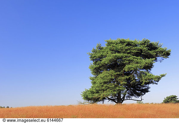 Gemeine Kiefer oder Föhre (Pinus sylvestris) in Heidelandschaft  Westruper Heide  Nordrhein-Westfalen  Deutschland  Europa
