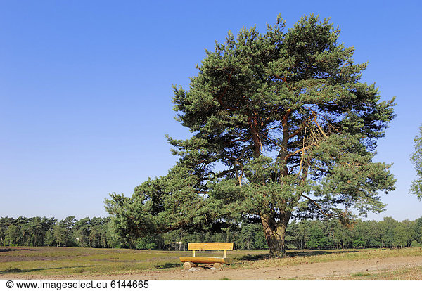 Gemeine Kiefer oder Föhre (Pinus sylvestris) und Bank in Heidelandschaft Westruper Heide Nordrhein-Westfalen Deutschland Europa