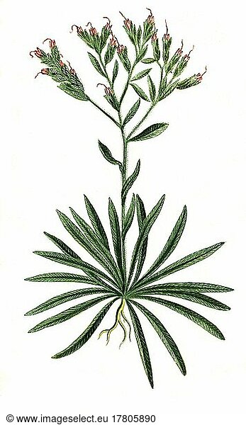 Gemeine Ochsenzunge (Anchusa officinalis)  Historisch  digital restaurierte Reproduktion einer Vorlage aus dem 19. Jahrhundert