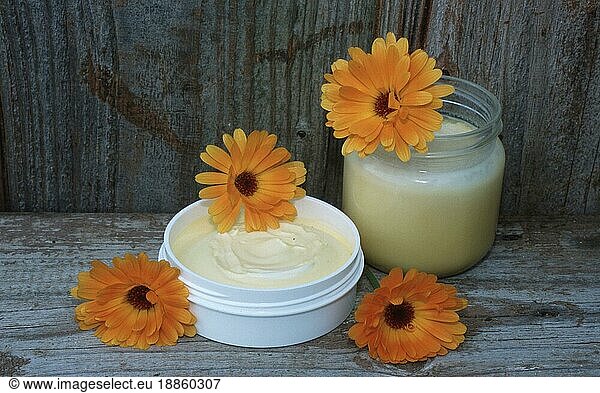 Gemeine Ringelblume (Calendula officinalis)  Salbe und Blüten  Blumen  Gartenpflanzen  garden Heilkräuter  Korbblütengewächse (Compositae)  Köpfchenblütler
