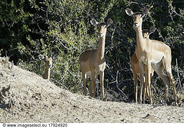 Gemeine Schwarzfersenantilope (Aepyceros melampus)  Gruppe erwachsener Weibchen mit jungem Männchen  Blickkontakt  wachsam  Savanne  Mahango Core Area  Bwabwata National Park  Kavango East  Caprivi Strip  Namibia  Afrika
