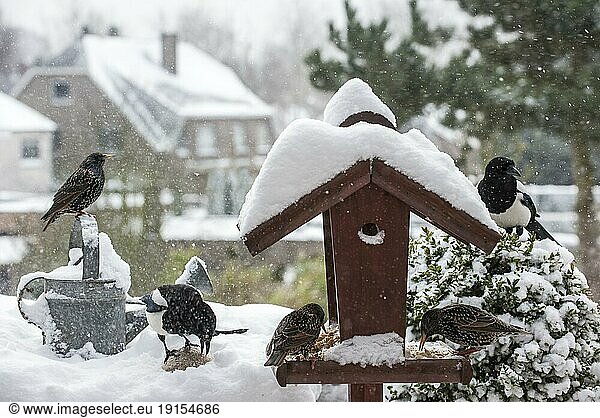Gemeine Stare (Sturnus vulgaris) und Elstern (Pica pica) am Vogelfutterhäuschen bei Schneefall im Garten im Winter