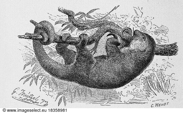 Gemeine Zwergameisenbär (Cyclopes didactylus) ist eine Säugetierart aus der Gattung der Zwergameisenbären  silky anteater  also known as the pygmy anteater  has traditionally been considered a single species of anteater  Cyclopes didactylus  Historisch  digital restaurierte Reproduktion einer Originalvorlage aus dem 19. Jahrhundert  genaues Originaldatum nicht bekannt