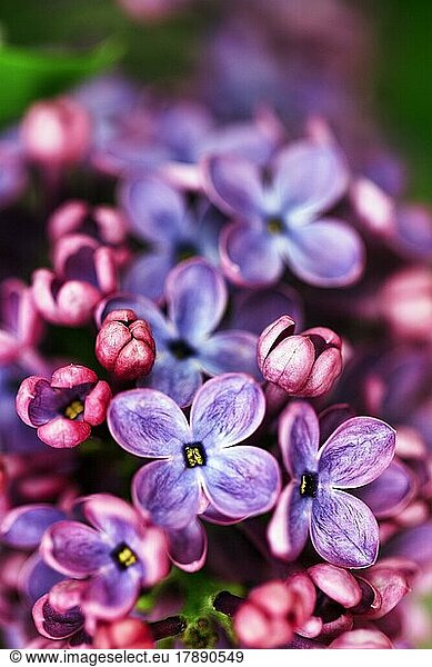 Gemeiner Flieder (Syringa vulgaris)  violette Blüten  Nahaufnahme  Unschärfe  Nordrhein-Westfalen  Deutschland  Europa