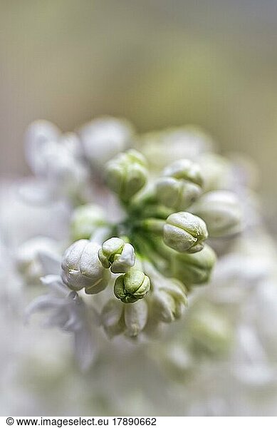 Gemeiner Flieder (Syringa vulgaris)  weiße Blüten  Knospen  Nahaufnahme  Unschärfe  Textfreiraum  Nordrhein-Westfalen  Deutschland  Europa