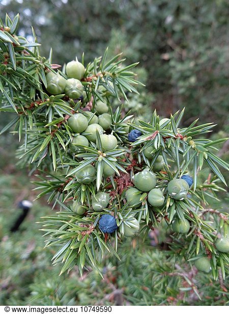 Gemeiner Wacholder Juniperus communis Heide-Wacholder