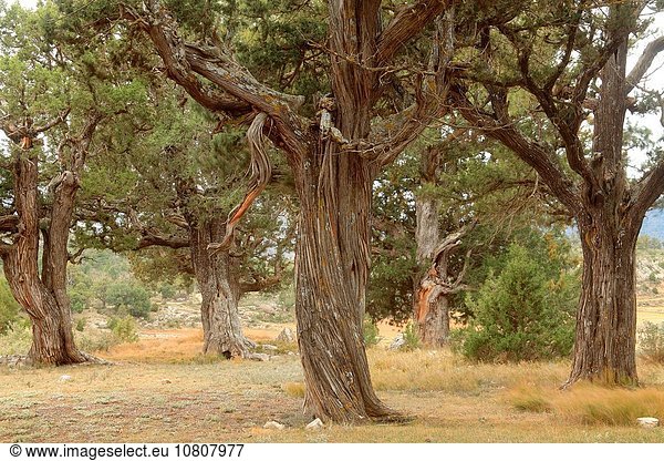 Gemeiner Wacholder Juniperus communis Heide-Wacholder Geographie