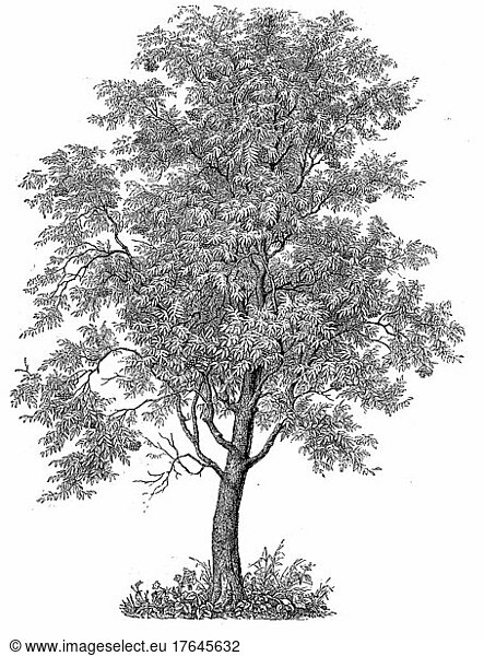 gemeinhin Eberesche (Sorbus aucuparia) und Eberesche genannt  digital restaurierte Reproduktion einer Originalvorlage aus dem 19. Jahrhundert