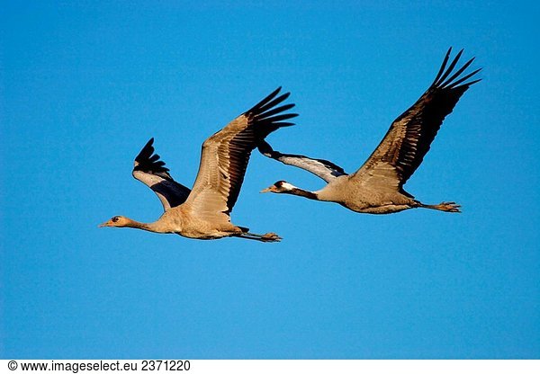 Gemeinsame Crane (Grus Grus) Erwachsene und Jugendliche fliegen. Laguna de Gallocanta  Aragon  Spanien