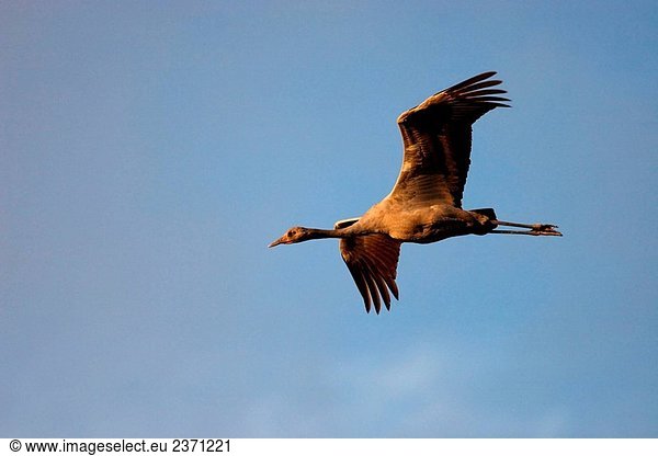 Gemeinsame Crane (Grus Grus) Young fliegen. Laguna de Gallocanta  Aragon  Spanien