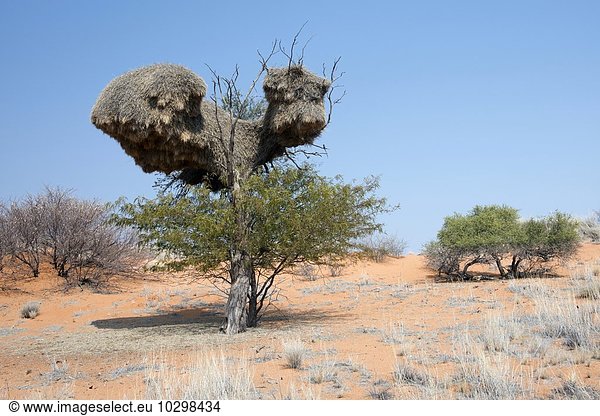 Gemeinschaftsnest des Siedelwebers (Philetairus socius) Kalahari Namibia Afrika