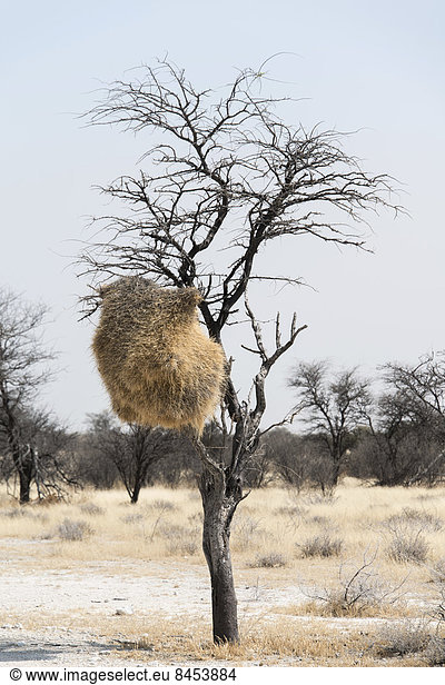 Gemeinschaftsnest hängt im Baum,  Siedelweber (Philetairus socius),  Etosha-Nationalpark,  Namibia