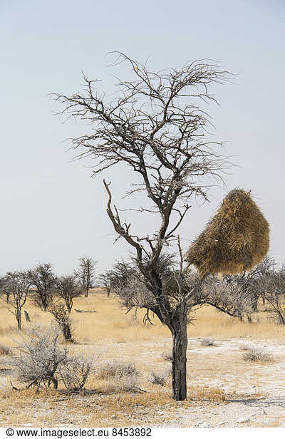Gemeinschaftsnest hängt im Baum  Siedelweber (Philetairus socius)  Etosha-Nationalpark  Namibia