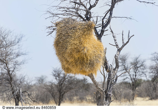 Gemeinschaftsnest von Siedelwebern (Philetairus socius) an einem Baum  Etosha-Nationalpark  Namibia