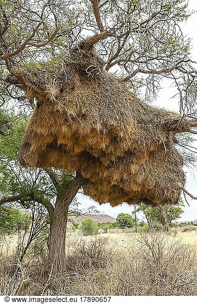 Gemeinschaftsnest von Siedelwebern (Philetairus socius)  Namibia  Afrika