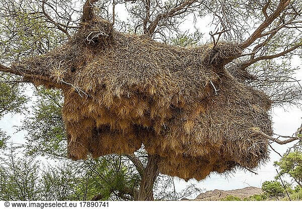 Gemeinschaftsnest von Siedelwebern (Philetairus socius)  Namibia  Afrika