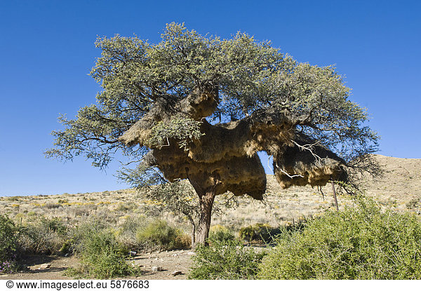 Gemeinschaftsnester von Siedelwebern (Philetairus socius) in Schwarzland Tiras Mountains Namibia Afrika