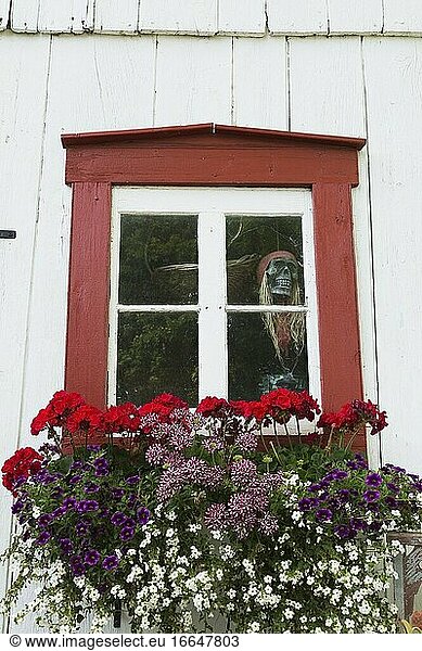 Gemischte Blumen  darunter rote Pelargonien  violette Calibrachoa X hybrida - Million Bells  Verbena samira 'Deep Red Star' im Blumenkasten unter dem Fenster mit Halloween-Skelettkopf-Dekoration an der Seite einer alten weiß-roten Holzscheune  Quebec  Kanada. Dieses Bild ist freigegebenes Eigentum. CUPR0361.