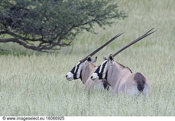 Gemsböcke (Oryx gazella)  erwachsene Tiere  stehend im hohen Gras  Kgalagadi Transfrontier Park  Nordkap  Südafrika  Afrika.