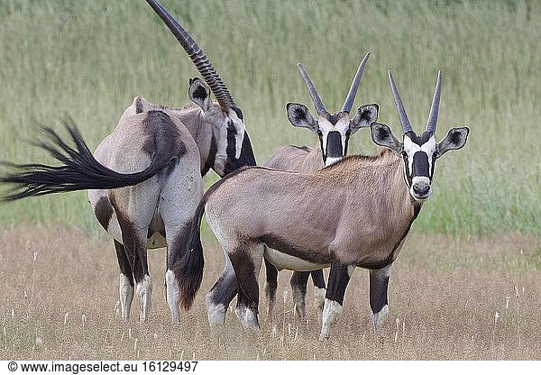 Gemsböcke (Oryx gazella)  Mutter mit zwei jungen männlichen Oryxen  stehend im hohen Gras  Kgalagadi Transfrontier Park  Nordkap  Südafrika  Afrika.