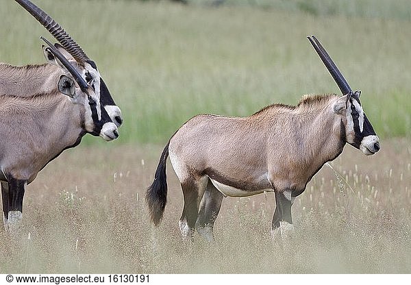 Gemsböcke (Oryx gazella)  Mutter mit zwei jungen männlichen Oryxen  stehend im hohen Gras  Kgalagadi Transfrontier Park  Nordkap  Südafrika  Afrika.