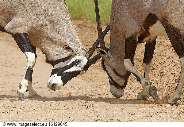 Gemsböcke (Oryx gazella)  zwei erwachsene Männchen  die um die Vorherrschaft kämpfen  auf einer unbefestigten Straße  Kgalagadi Transfrontier Park  Nordkap  Südafrika  Afrika.
