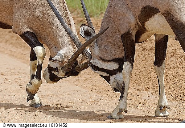 Gemsböcke (Oryx gazella)  zwei erwachsene Männchen  die um die Vorherrschaft kämpfen  auf einer unbefestigten Straße  Kgalagadi Transfrontier Park  Nordkap  Südafrika  Afrika.