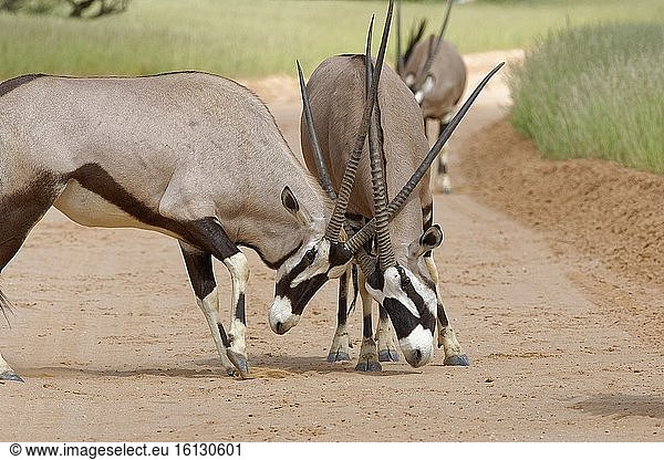 Gemsböcke (Oryx gazella)  zwei erwachsene Männchen  kämpfen auf einer unbefestigten Straße  Kgalagadi Transfrontier Park  Nordkap  Südafrika  Afrika.