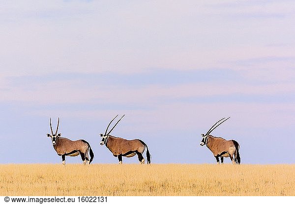Gemsbock oder Edelsteinbock (Oryx gazella). Wüstennashorn-Camp. Palmwag Konzession. Namibia.