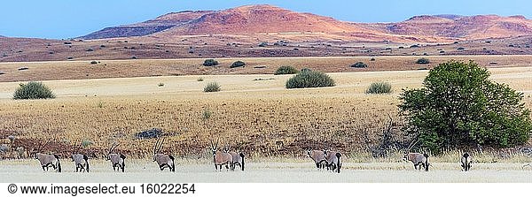 Gemsbock oder Edelsteinbock (Oryx gazella). Wüstennashorn-Camp. Palmwag Konzession. Namibia.