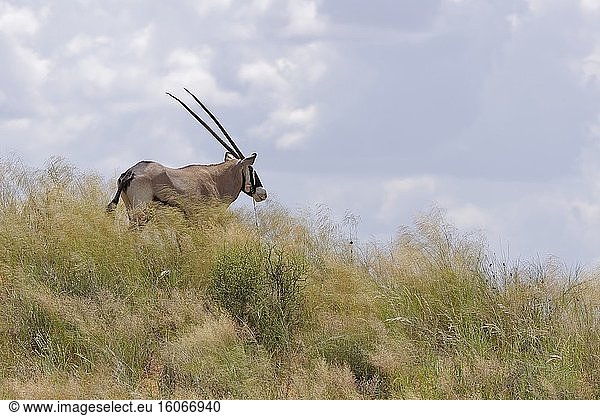 Gemsbock (Oryx gazella)  erwachsen  auf der grasbewachsenen Sanddüne  die Umgebung beobachtend  Kgalagadi Transfrontier Park  Nordkap  Südafrika  Afrika.