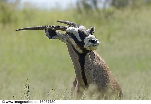 Gemsbock (Oryx gazella)  erwachsen  im hohen Gras  Kgalagadi Transfrontier Park  Nordkap  Südafrika  Afrika.