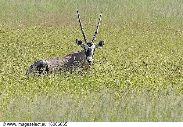 Gemsbock (Oryx gazella)  erwachsen  im hohen Gras liegend  Kgalagadi Transfrontier Park  Nordkap  Südafrika  Afrika.