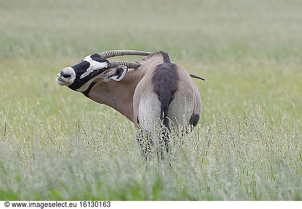 Gemsbock (Oryx gazella)  erwachsen  stehend im hohen Gras  mit Blick zurück  Kgalagadi Transfrontier Park  Nordkap  Südafrika  Afrika.