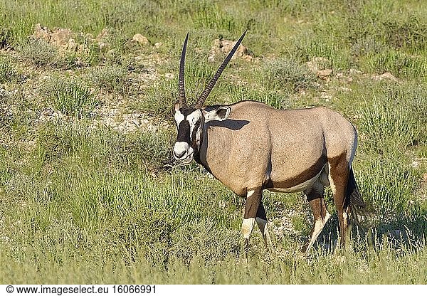 Gemsbock (Oryx gazella)  erwachsenes Männchen  auf einem grasbewachsenen  felsigen Boden  Kgalagadi Transfrontier Park  Nordkap  Südafrika  Afrika.