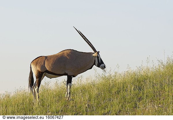 Gemsbock (Oryx gazella)  erwachsenes Männchen  auf einer Sanddüne  Gras fressend  Kgalagadi Transfrontier Park  Nordkap  Südafrika  Afrika.