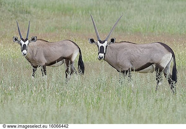 Gemsbock (Oryx gazella)  erwachsenes Männchen mit Jungtier  beim Fressen von Gras  Kgalagadi Transfrontier Park  Nordkap  Südafrika  Afrika.