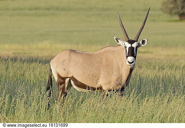 Gemsbock (Oryx gazella)  erwachsenes Männchen  stehend im hohen Gras  Abendlicht  Kgalagadi Transfrontier Park  Nordkap  Südafrika  Afrika.