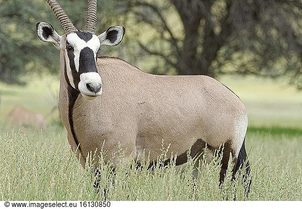 Gemsbock (Oryx gazella)  erwachsenes Männchen  stehend im hohen Gras  Kgalagadi Transfrontier Park  Nordkap  Südafrika  Afrika.