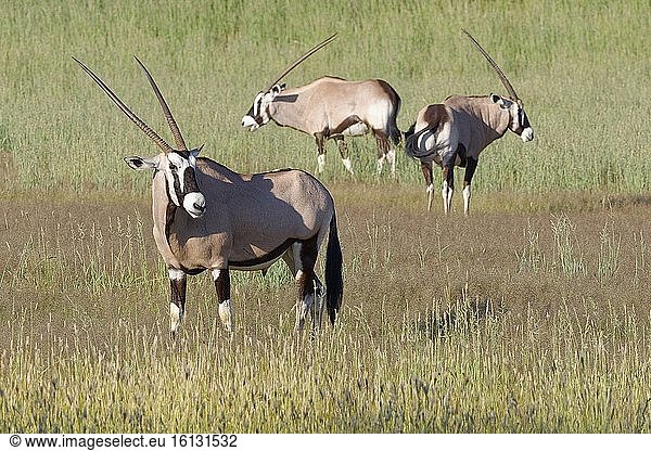 Gemsbock (Oryx gazella)  erwachsenes Männchen  stehend im hohen Gras  Kgalagadi Transfrontier Park  Nordkap  Südafrika  Afrika.