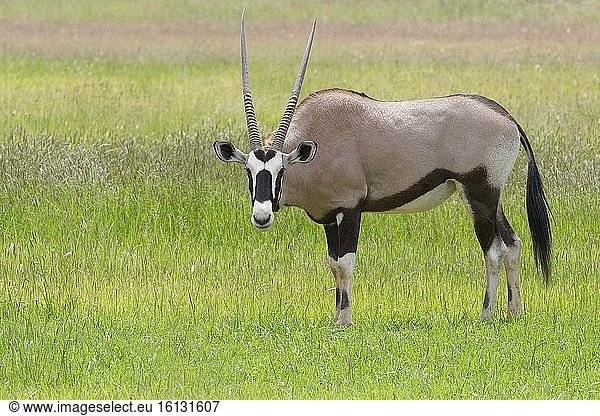 Gemsbock (Oryx gazella)  erwachsenes Weibchen  Futtersuche  Kgalagadi Transfrontier Park  Nordkap  Südafrika  Afrika.